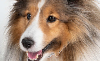 Pet Themed Jewelry: A Wholesale Stocking Guide for 2026