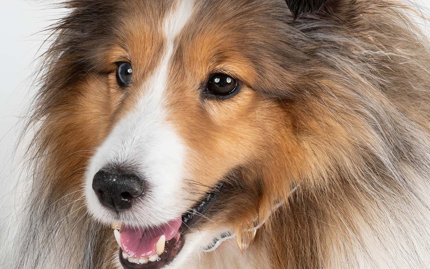 Pet Themed Jewelry: A Wholesale Stocking Guide for 2026
