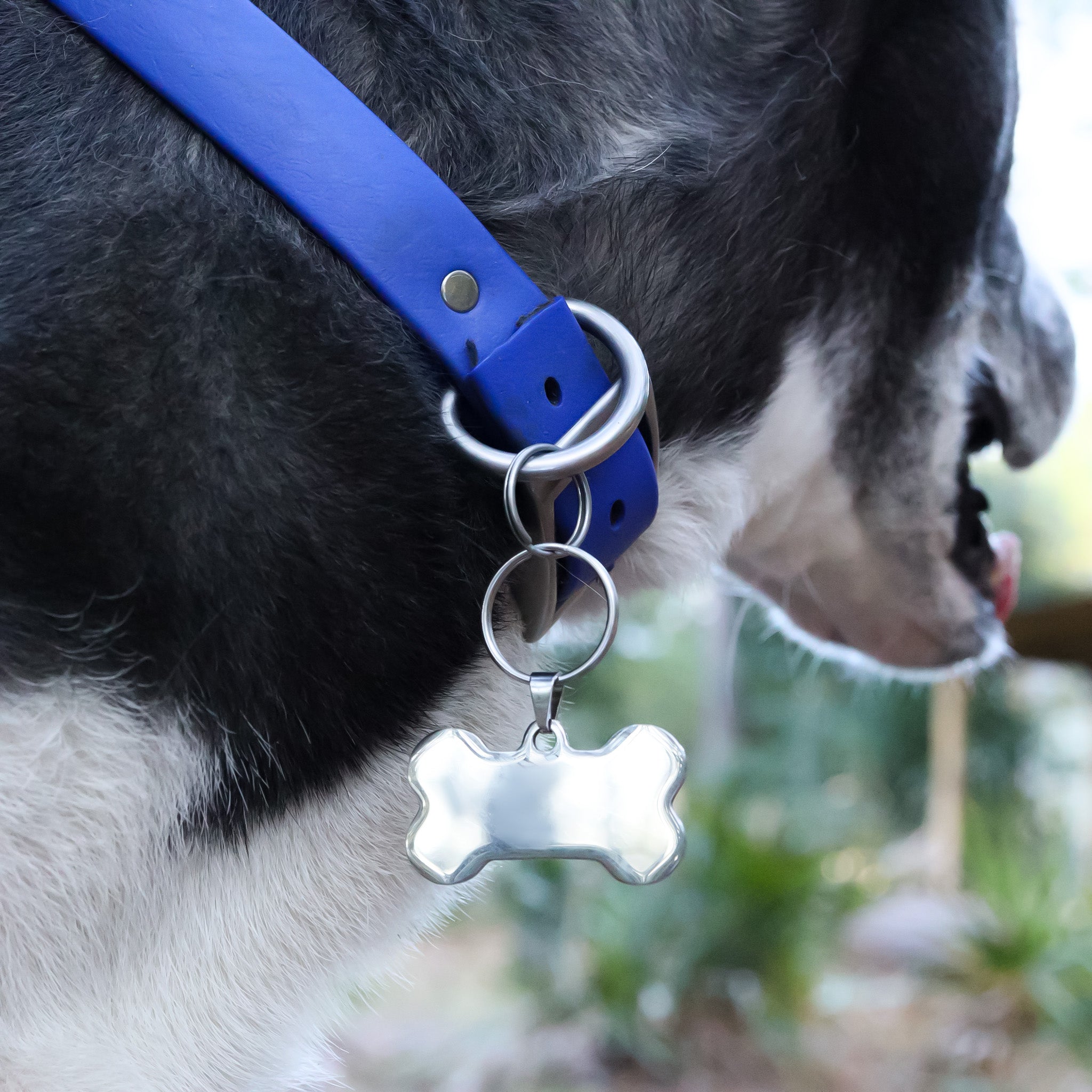 18k Gold PVD Rostfritt stål Blank Dog Bone Pet Tag / PDL0134