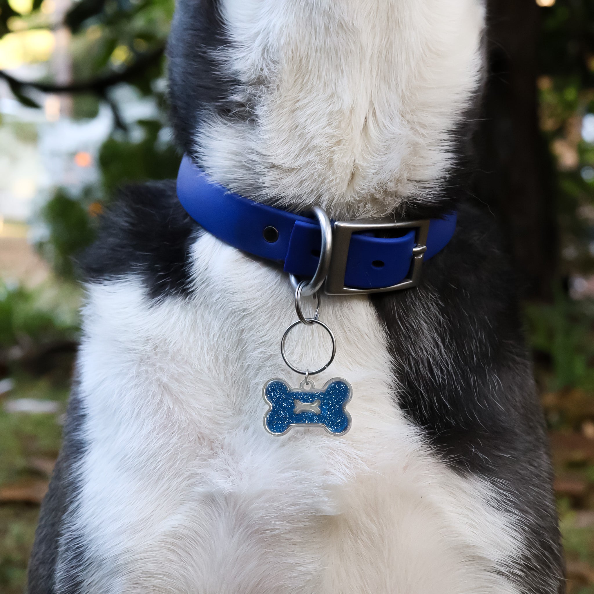 Stainless Steel Large Dog Bone Pet Tag With Glitter Epoxy on a dog