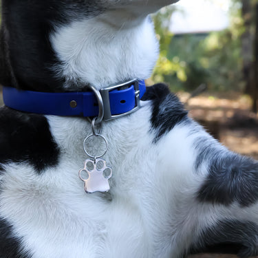 Blank Stainless Steel Dog Paw Pet on Tag on a dog