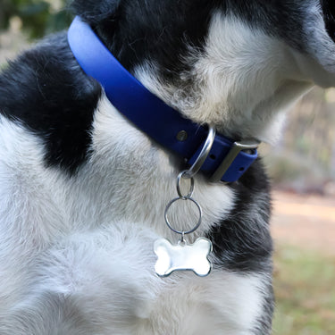 Large Blank Stainless Steel Dog Bone Tag on a dog